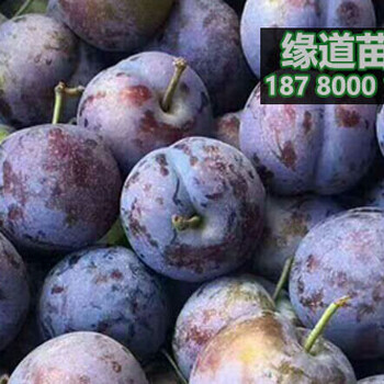 鳳凰李子苗價格,鳳凰李樹苗批發(fā)基地