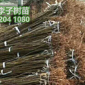 青脆李苗批發(fā),1公分青脆李子樹苗價(jià)格