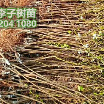 鳳凰李子苗品種介紹、鳳凰李子樹(shù)苗價(jià)格是多少一根