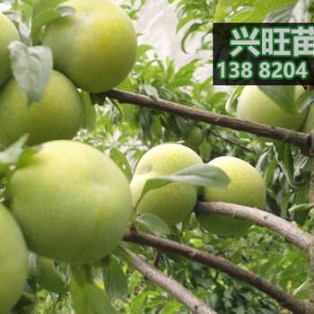 蜂糖李子樹苗批發(fā),蜂糖李樹苗,2019年蜂糖李子苗培育基地