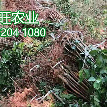青脆李樹苗、青脆李樹苗價格是多少