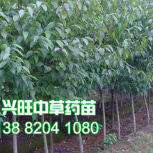 白芨苗批发、2019年白芨苗价格图片