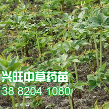 2019白芨种苗价格、白芨种苗多少钱一株图片