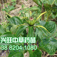 白芨苗价格、2019年白芨种苗多少钱一株图片