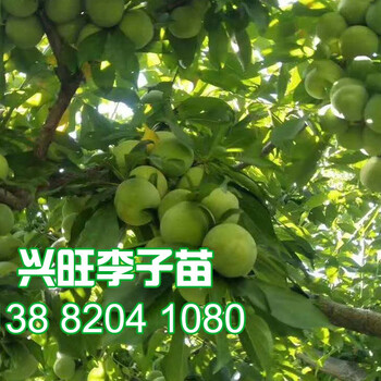 脆紅李苗基地,出售脆紅李子樹苗價格行情