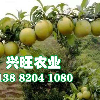 安順?lè)涮抢顦涿?年李子樹苗基地