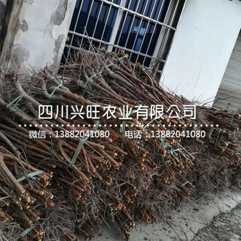 陜西李子苗品種介紹,陜西李子樹苗現(xiàn)在多少錢
