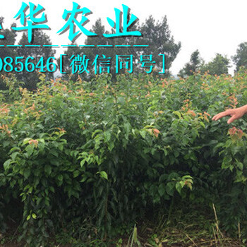 贵州五月脆李苗零售价格，贵州五月脆李树苗种植栽培技术介绍。