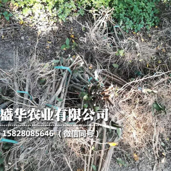 当年重庆李子苗基地，批发重庆李子树苗种植基地