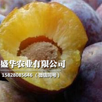 四川哪里有脆紅李子樹苗，四川脆紅李苗基地