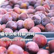 广西脆红李子树苗价格,1-3公分广西脆红李子苗图片地柏产地图片
