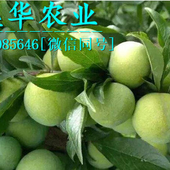 重慶綦江青脆李苗批發(fā)報價，2019青脆李子苗小苗新價格。