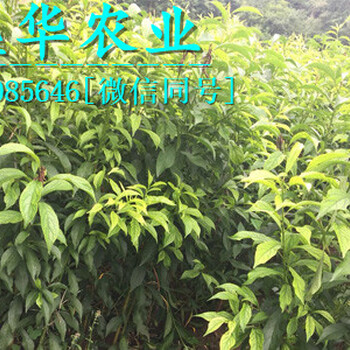 青脆李苗批發(fā)提供種植技術(shù)，晚熟青脆李樹苗銷售簽定購(gòu)苗合同。