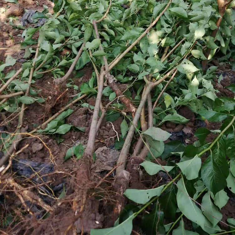 1-3公分李子苗，廣西李子苗種植基地