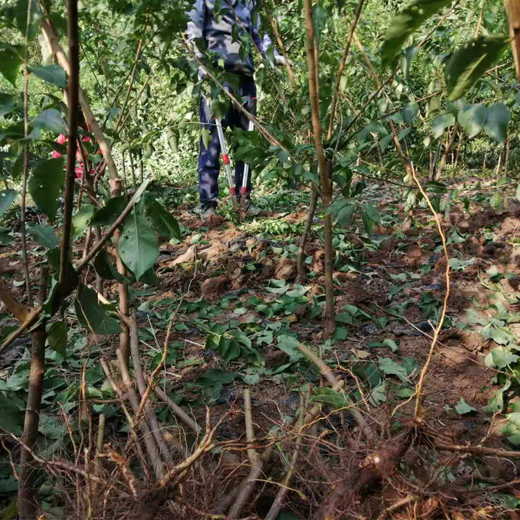 重庆永川李子果树苗研究基地 重庆永川李子果树苗生产基地