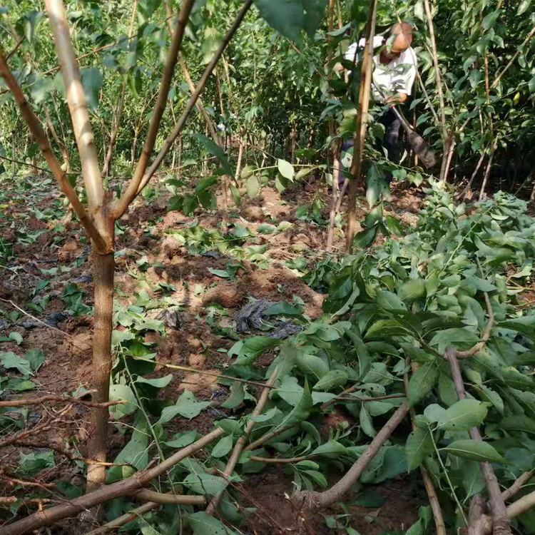 重庆永川李子果树苗研究基地 重庆永川李子果树苗生产基地