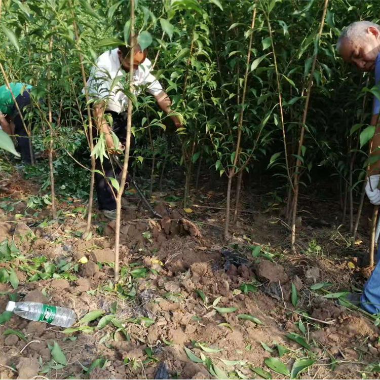 1-3公分李子苗，廣西李子苗種植基地