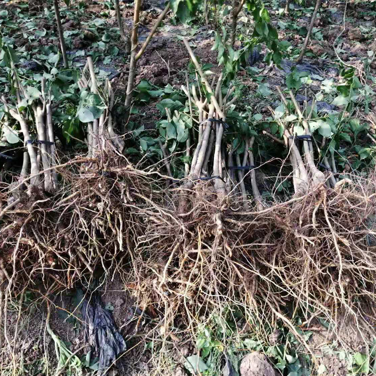 1-3公分李子苗，广西李子苗种植基地