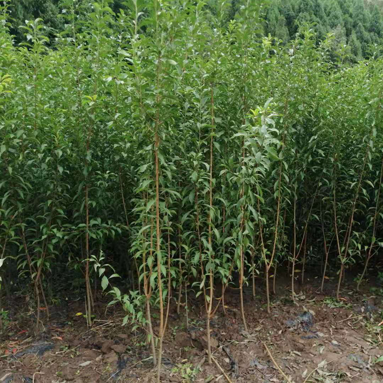 1公分李子樹苗，湖南岳陽李子樹苗多少錢