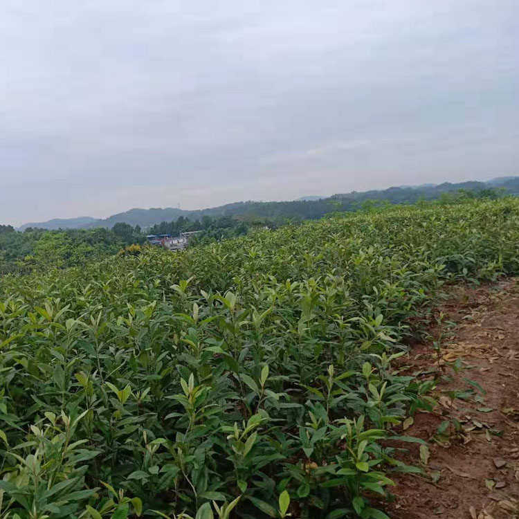 陜西渭南枇杷苗 品種、陜西渭南枇杷苗哪里有賣(mài)的