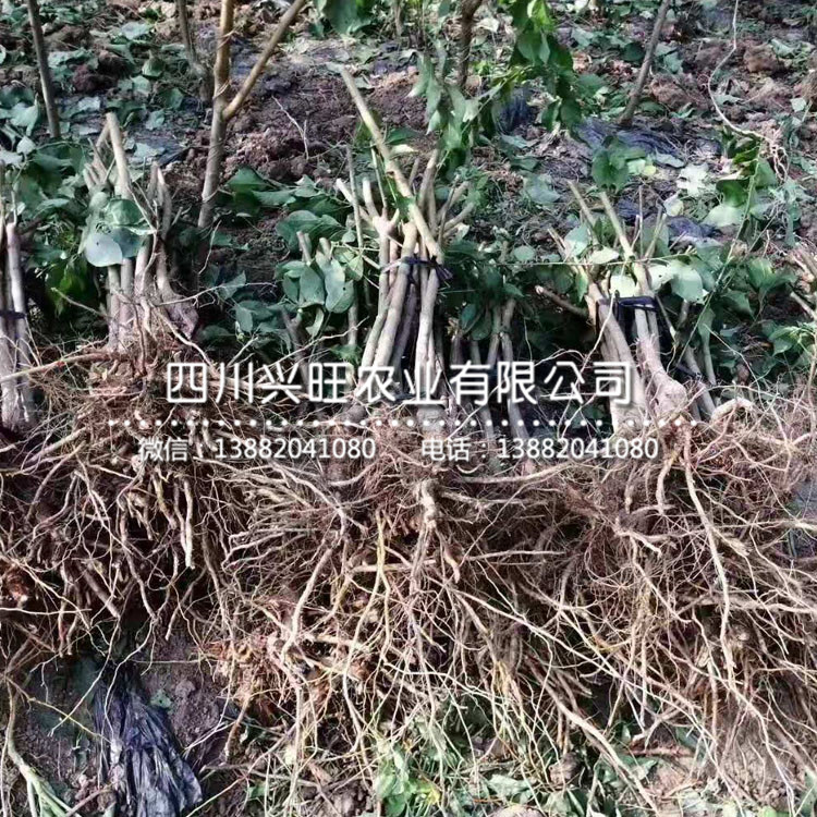 浙江五月脆李樹苗 幾月成熟，浙江五月脆李樹苗報價