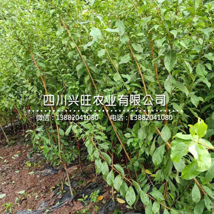 三公分五月脆李苗 價格行情，三公分五月脆李苗多少錢