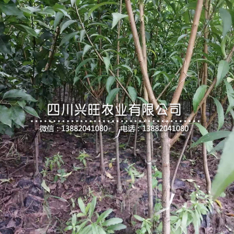 浙江五月脆李樹苗 幾月成熟，浙江五月脆李樹苗報價
