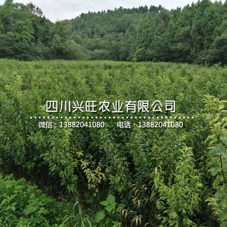 浙江五月脆李樹苗 幾月成熟，浙江五月脆李樹苗報價