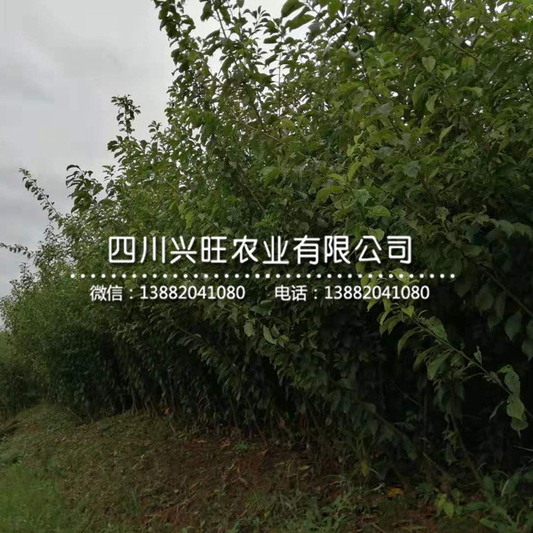 三公分五月脆李苗 價格行情，三公分五月脆李苗多少錢