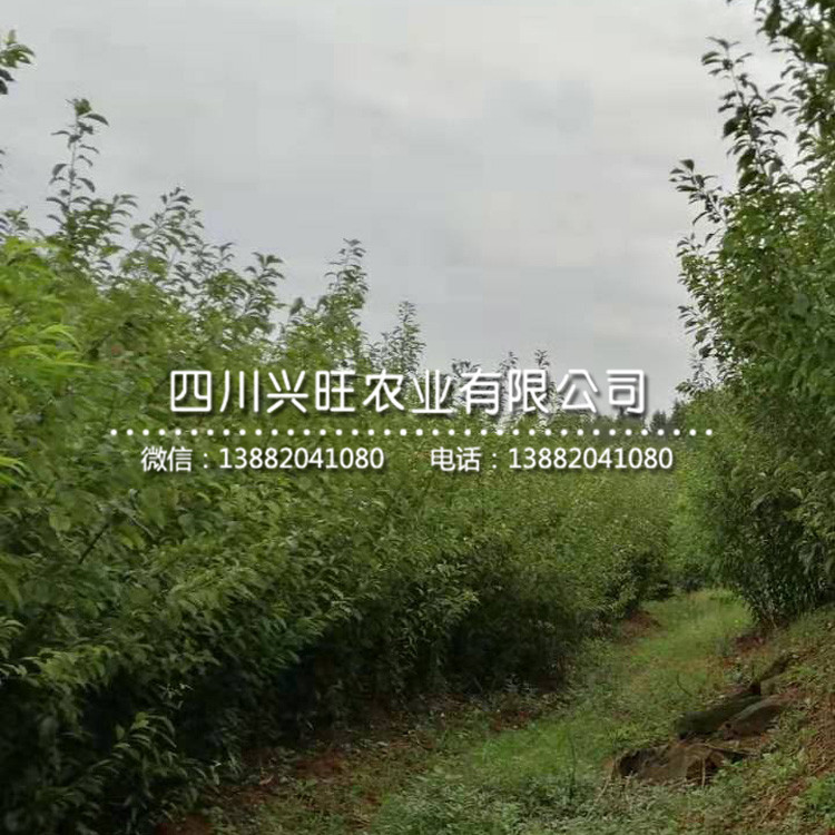 浙江五月脆李樹苗 幾月成熟，浙江五月脆李樹苗報價