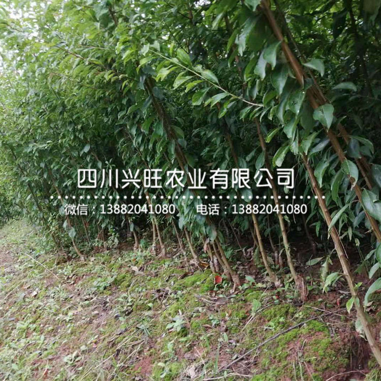 三公分五月脆李苗 價格行情，三公分五月脆李苗多少錢