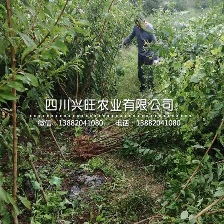 浙江五月脆李樹苗 幾月成熟，浙江五月脆李樹苗報價