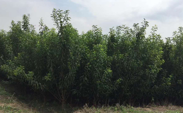 四川眉山鳳凰李子苗 生產(chǎn)廠家、四川眉山鳳凰李子苗生產(chǎn)廠家
