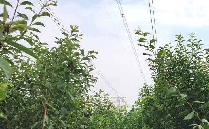 四川樂山鳳凰李子樹苗 價(jià)格、四川樂山鳳凰李子樹苗價(jià)格