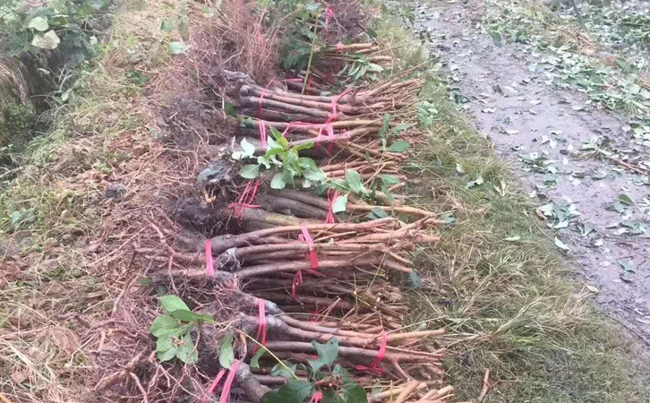 重慶黔江鳳凰李苗 苗圃基地、重慶黔江鳳凰李苗苗圃基地