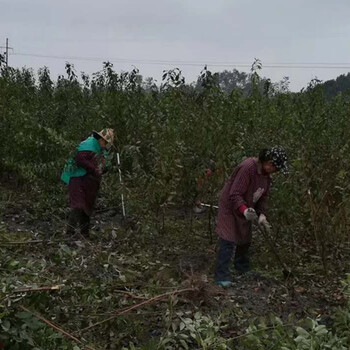 重庆渝北凤凰李树苗产地、重庆渝北凤凰李树苗产地