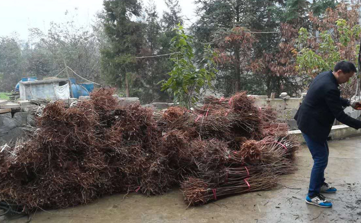 湖南湘潭鳳凰李苗 價格及報價、湖南湘潭鳳凰李苗價格及報價