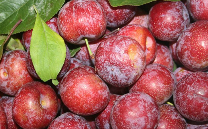 銷售脆紅李苗 當(dāng)年價(jià)格、銷售脆紅李苗批發(fā)多少錢