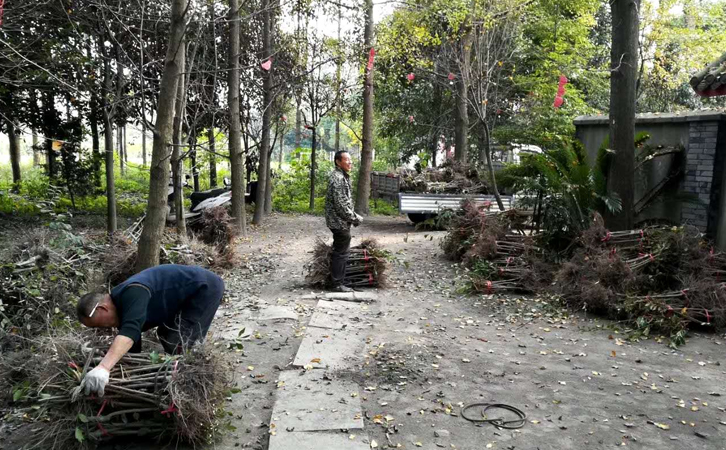 脆紅李苗 零售價格、脆紅李苗批發(fā)