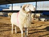 绵羊公羊多少钱一斤