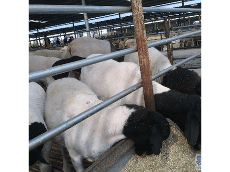 杜泊绵羊现在出售价格多少钱一斤