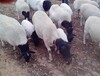 最新杜泊绵羊价格60斤杜泊绵羊多少钱一只