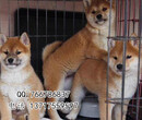 北京哪里有卖柴犬纯种柴犬价格多少柴图片
