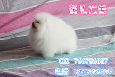 北京哪里有賣博美犬哪里有賣寵物狗博美犬能長到幾斤圖片1