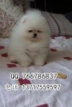 北京哪里有賣博美犬哪里有賣寵物狗博美犬能長到幾斤圖片3