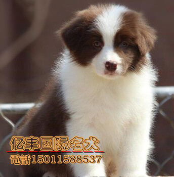 纯种边牧幼犬出售纯种边牧价格北京边牧幼犬出售