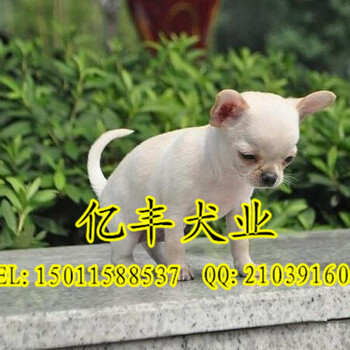纯种吉娃娃幼犬出售纯种吉娃娃价格北京吉娃娃犬舍