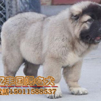 纯种高加索幼犬出售赛级高加索好养吗北京高加索价格