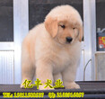 纯种金毛幼犬出售北京金毛好养吗北京金毛犬舍出售图片