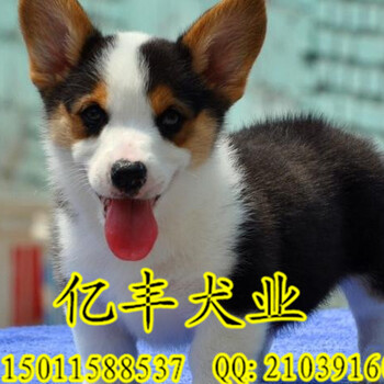 纯种柯基幼犬出售纯种柯基幼犬出售北京柯基价格